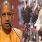गौ आश्रय को लेकर CM योगी सख्त, निरीक्षण के लिए 18 मंडलों में नियुक्त किए अफसर