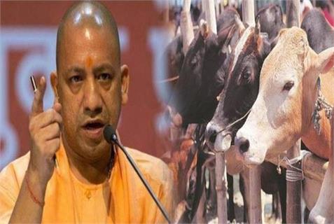 गौ आश्रय को लेकर CM योगी सख्त, निरीक्षण के लिए 18 मंडलों में नियुक्त किए अफसर