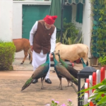 गायों को चारा, मोरों को दाना खिलाते दिखे पीएम मोदी, बोले- ‘ये मेरी दैनिक दिनचर्या का हिस्सा है’