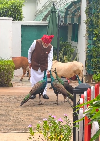 गायों को चारा, मोरों को दाना खिलाते दिखे पीएम मोदी, बोले- ‘ये मेरी दैनिक दिनचर्या का हिस्सा है’