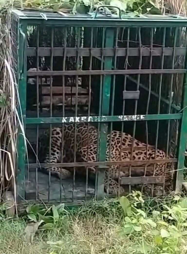 बहराइच में पिंजरे में कैद हुआ खूंखार तेंदुआ, बकरी के लालच में फंसा; कई दिनों से दहशत में थे ग्रामीण