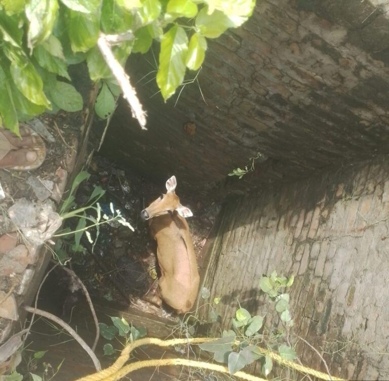 औरैया: खेत में मौत के गड्ढे में गिरी नीलगाय, वन विभाग ने ग्रामीणों की मदद से चलाया रेस्क्यू ऑपरेशन; सुरक्षित जंगल में छोड़ा