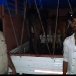 मीरजापुर में गोवंश तस्करी पर पुलिस का शिकंजा, पिकअप से 4 गोवंश बरामद; चालक गिरफ्तार, दो रेकीबाज फरार