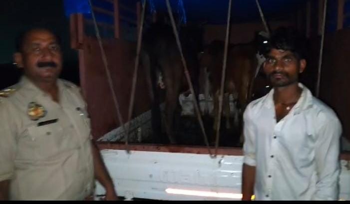 मीरजापुर में गोवंश तस्करी पर पुलिस का शिकंजा, पिकअप से 4 गोवंश बरामद; चालक गिरफ्तार, दो रेकीबाज फरार