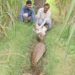 मुजफ्फरनगर में खेत में निकला 16 फीट का विशाल अजगर! शिकार के बाद पड़ा था सुस्त, वन विभाग ने किया रेस्क्यू