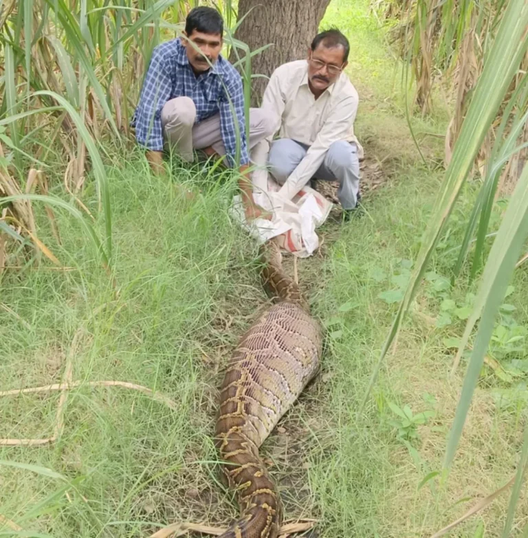 मुजफ्फरनगर में खेत में निकला 16 फीट का विशाल अजगर! शिकार के बाद पड़ा था सुस्त, वन विभाग ने किया रेस्क्यू