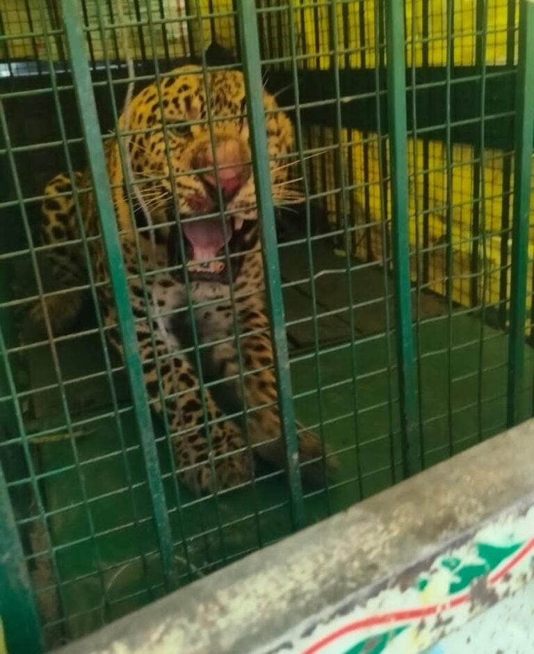 मुरादाबाद में तेंदुए की दहशत पर लगा विराम, पिंजरे में कैद हुआ 9वां तेंदुआ; ग्रामीणों ने ली राहत की सांस