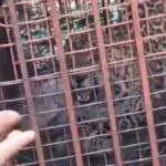 बिजनौर में दहशत का अंत! पांच दिन बाद पिंजरे में कैद हुआ गुलदार, ग्रामीणों ने ली राहत की सांस
