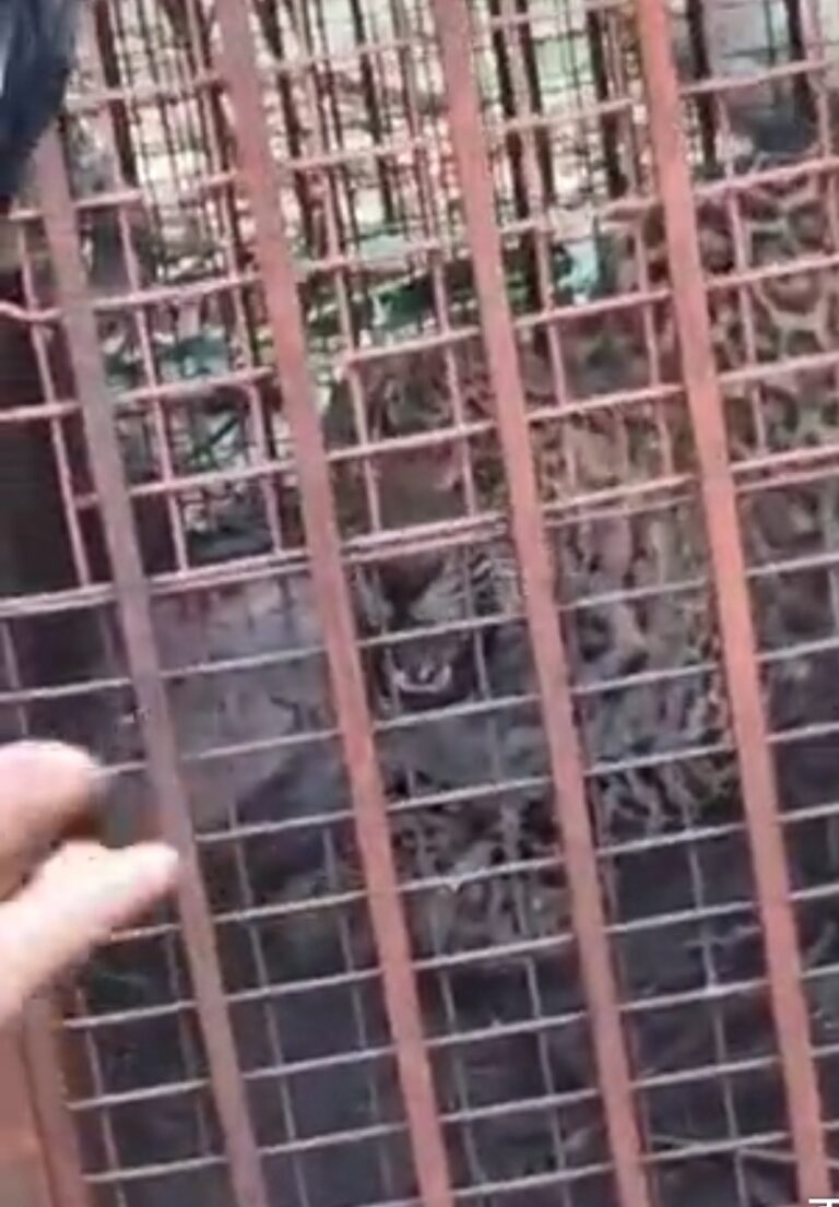 बिजनौर में दहशत का अंत! पांच दिन बाद पिंजरे में कैद हुआ गुलदार, ग्रामीणों ने ली राहत की सांस