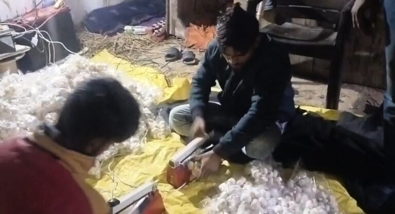 यूपी में मशरूम की खेती बनी कम लागत में कमाई का जरिया, अयोध्या के उत्सव सिंह ने 1.5 लाख से खड़ा किया करोड़ों का कारोबार