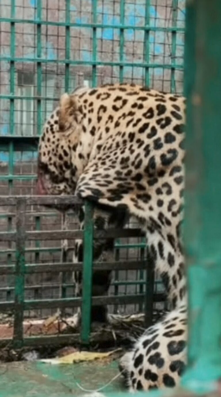 बहराइच के गोकुलपुर में 15 दिन से दहशत फैलाने वाला तेंदुआ पिंजरे में कैद, ग्रामीणों ने ली राहत की सांस