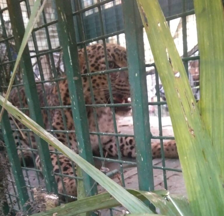 मुरादाबाद में 17वां तेंदुआ पिंजरे में कैद, 48 घंटे में तीसरे तेंदुए का सफल रेस्क्यू