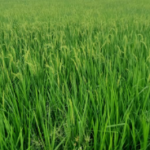 मुजफ्फरनगर में बेमौसम बारिश से धान की फसल पर संकट, किसानों के लिए जरूरी अलर्ट; 72 घंटे में दर्ज कराएं नुकसान की शिकायत