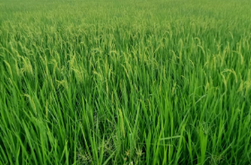मुजफ्फरनगर में बेमौसम बारिश से धान की फसल पर संकट, किसानों के लिए जरूरी अलर्ट; 72 घंटे में दर्ज कराएं नुकसान की शिकायत