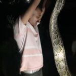बिजनौर में मिला 16 फीट का विशाल अजगर! एक घंटे की मशक्कत के बाद वन विभाग ने किया रेस्क्यू, मचा हड़कंप
