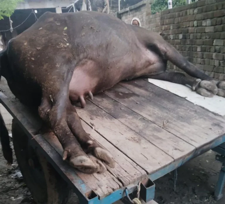 सांप के जहर ने छीना गरीब मजदूर का सहारा, दुधारू-गर्भवती भैंस की तड़पकर मौत; परिवार पर टूटा आर्थिक संकट