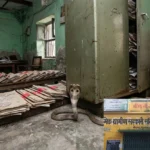 मुजफ्फरनगर के मोरना में फाइलों के बीच छिपे सांप ने कर्मचारी को डसा, दफ्तर में मची अफरा-तफरी; वन विभाग ने चलाया सर्च अभियान