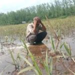 मोरना में तीन दिन की मूसलाधार बारिश ने किसानों की कमर तोड़ी! खेतों में बिछी धान की फसल, गन्ना-चारा भी पानी में डूबा