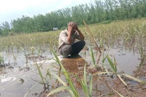 मोरना में तीन दिन की मूसलाधार बारिश ने किसानों की कमर तोड़ी! खेतों में बिछी धान की फसल, गन्ना-चारा भी पानी में डूबा