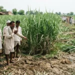 गन्ने के खेत में जहरीले सांप का कहर! मुजफ्फरनगर के सतबीर की मेरठ में इलाज के दौरान मौत, गांव में पसरा मातम