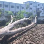 मुजफ्फरनगर में तेज हवा का कहर: भोपा में कॉलेज की दीवार पर गिरा विशाल पेड़, बड़ा हादसा टला