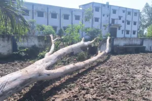 मुजफ्फरनगर में तेज हवा का कहर: भोपा में कॉलेज की दीवार पर गिरा विशाल पेड़, बड़ा हादसा टला